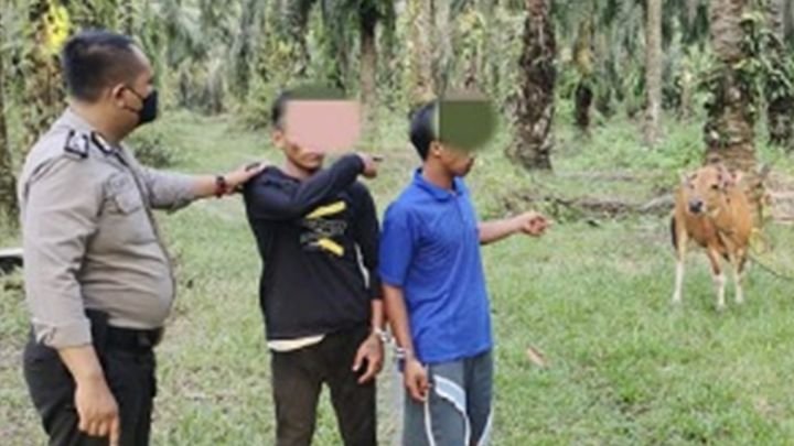 A4_Dua-Pelaku-Pencuri-Sapi-di-Tapung-Hilir-Ditangkap-Polisi.jpg