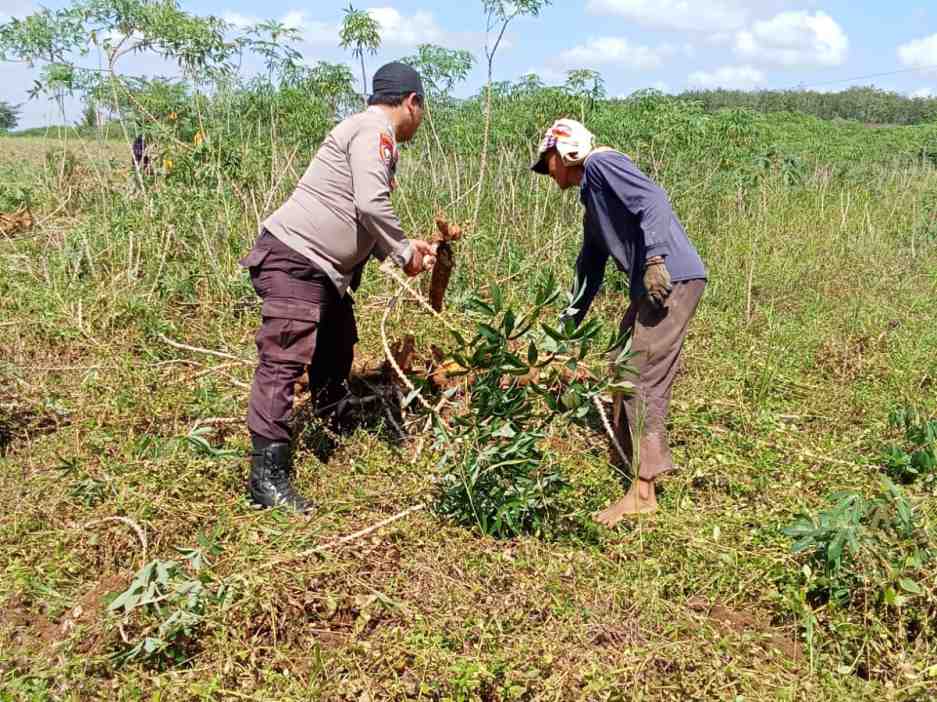 Gemakan Ketahanan Pangan, Bahbinkamtibmas Polsek Menggala Turun Langsung Ke Tengah Para Petani