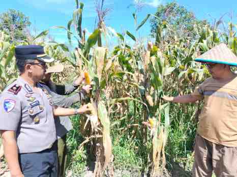 Kapolsek Tualang Tinjau Jagung Siap Panen di Ponpes Abu Hurairoh, Wujud Nyata Dukung Ketahanan Pangan