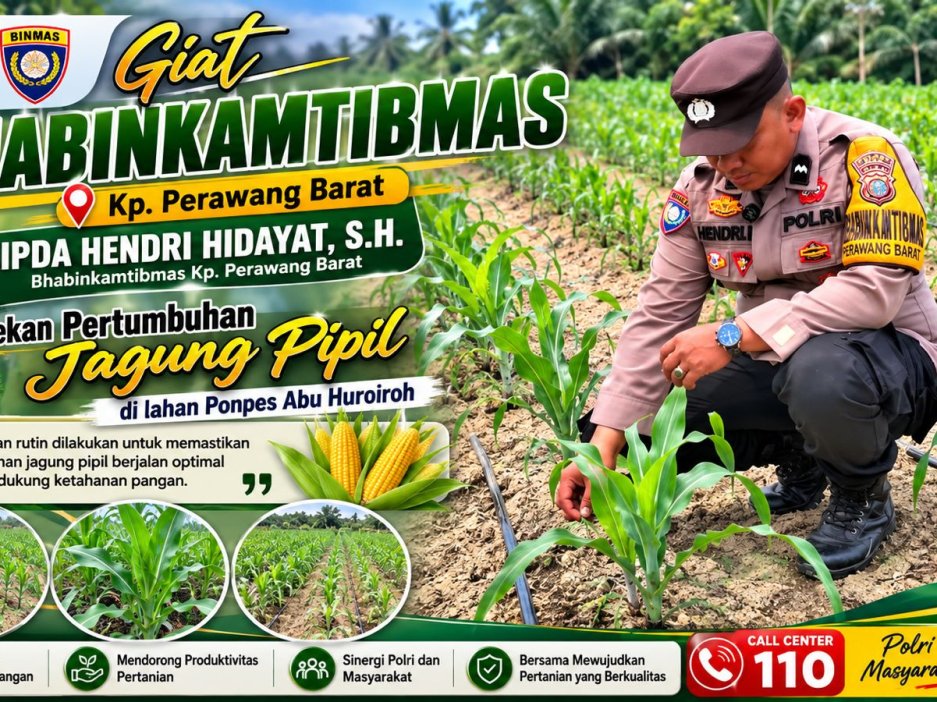 Jaga Ketahanan Pangan, Bhabinkamtibmas Pantau Jagung Pipil Usia 30 Hari di Ponpes Abu Huroiroh