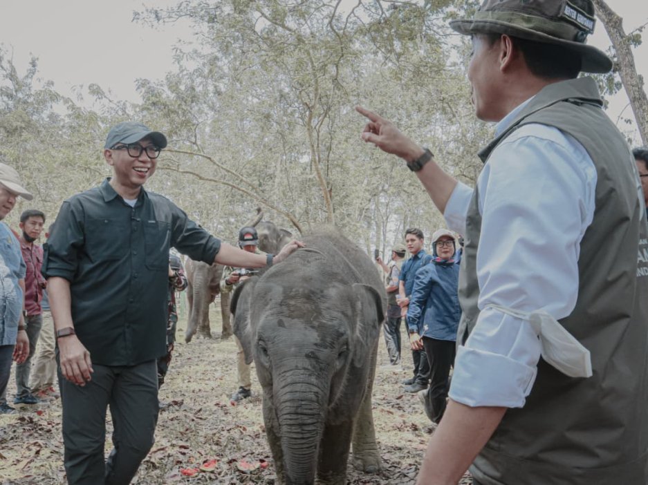 Pemprov Lampung Dorong Keseimbangan Konservasi Gajah dan Aktivitas Masyarakat