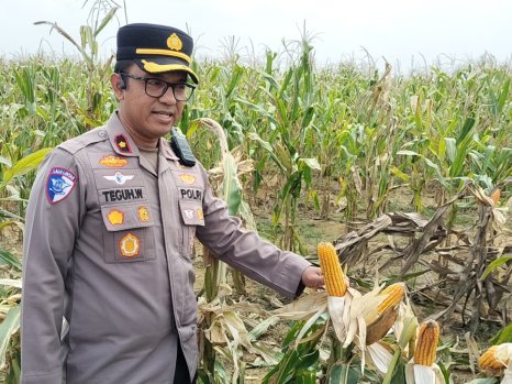 Jelang Panen, Kapolsek Tualang Cek Kesiapan Ketahanan Pangan Jagung di Lahan PT SIR
