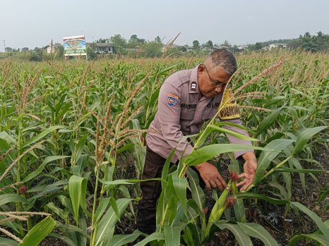 Jagung 2 Hektare di PT AIP  Mulai Berbuah, Bhabinkamtibmas Turun Langsung Pantau Perkembangan, Wujud Ketahanan Pangan.