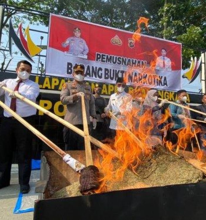 Polres-Lima-Puluh-Kota-Musnahkan-541-Kg-Ganja-Hasil-Tangkapan-Terbesar-Sepanjang-2023.jpg