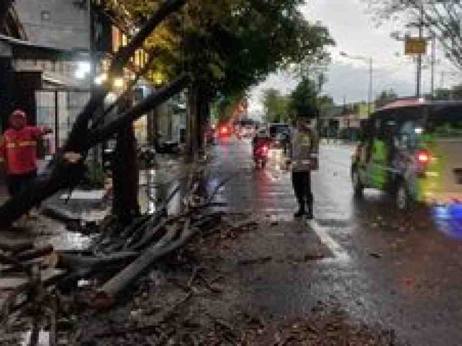 Pohon Tumbang Berhasil Dievakuasi