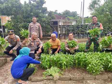 Ditbinmas Polda Lampung Tinjau Dan Dampingi Program Pekarangan Pangan Bergizi Di Terbanggi Besar