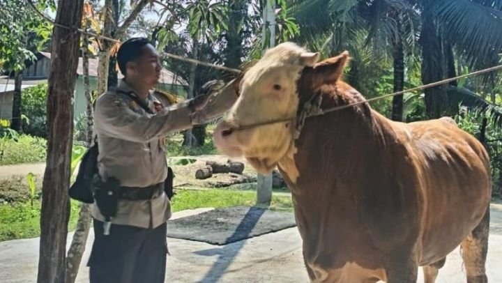 sapi-milik-bhabinkamtibmas-di-in-768x433-1.jpg
